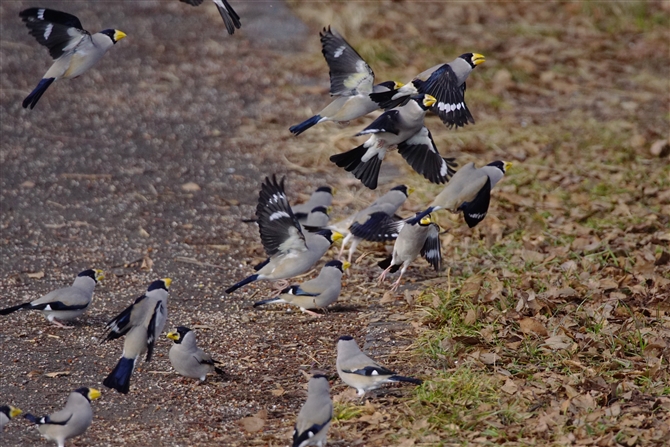 CJ,Japanese Grosbeak